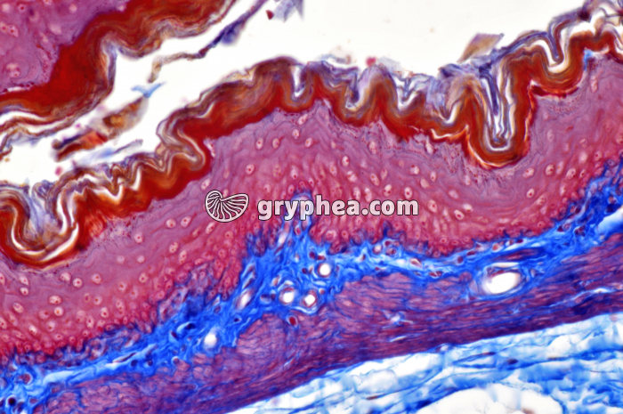 Estomac cardiaque x100 - gryphea.org